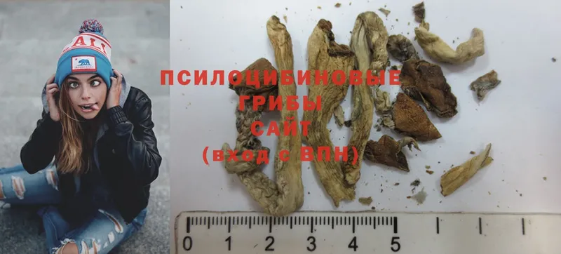 Галлюциногенные грибы MAGIC MUSHROOMS  дарк нет какой сайт  Кузнецк  продажа наркотиков 